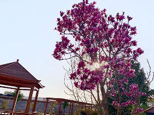 养老公寓院内环境