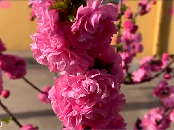 静心养老院-视频