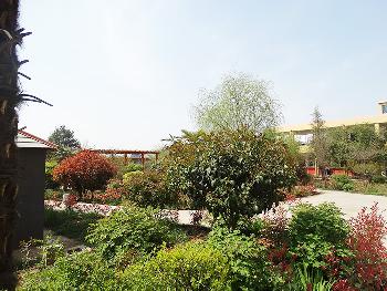 院区内绿植景观